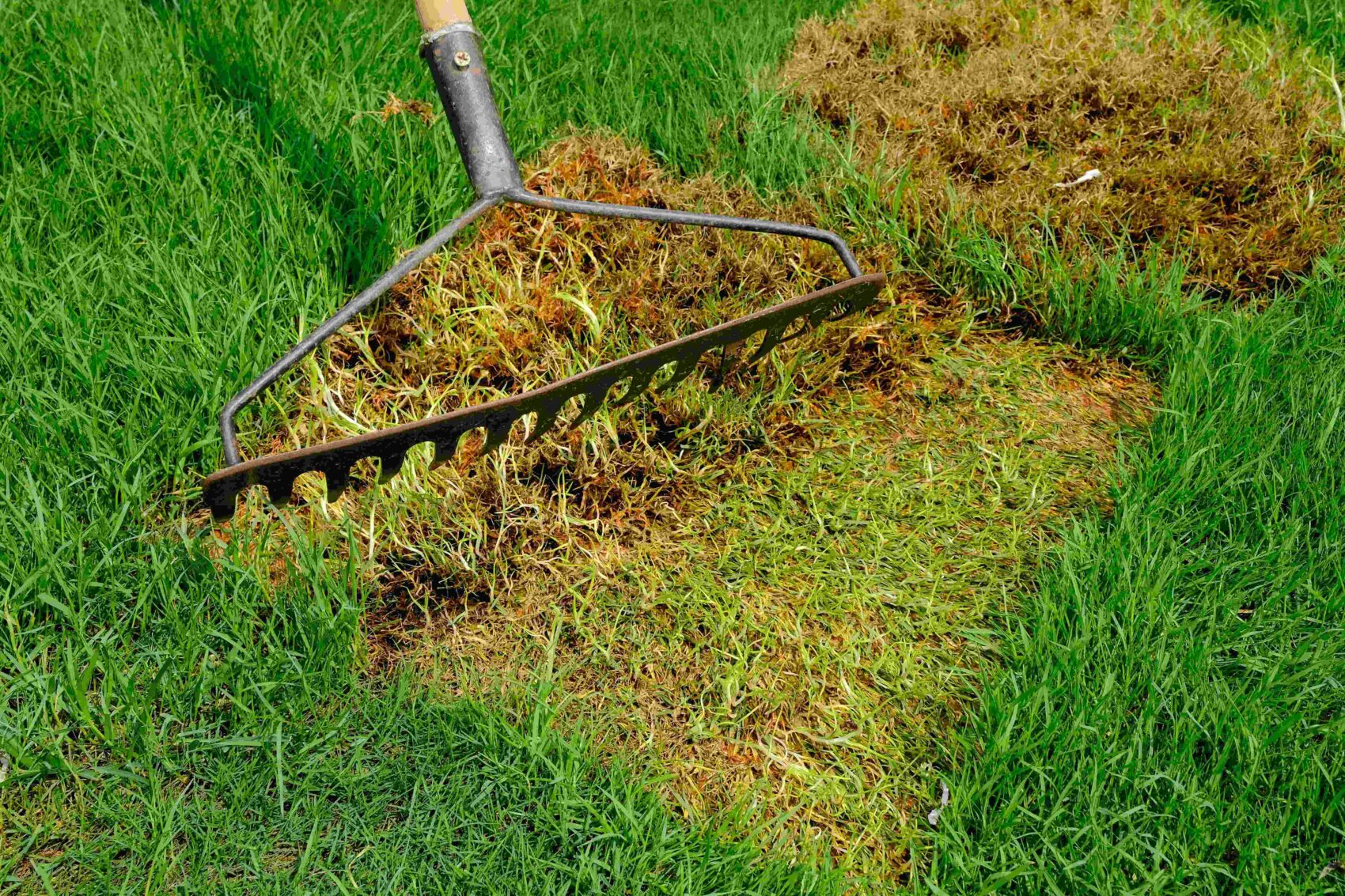 A Step-By-Step Guide On How To Easily Fix Dead Spots In Lawn