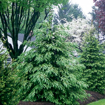 Trees & Shrubs: Locally Grown & Sourced | Trees & Shrubs | Stauffers