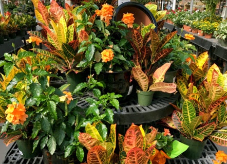 How To Create Fall Container Gardens | The Dirt Blog | Satuffers