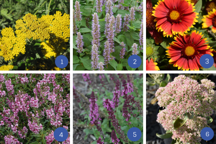 The Simple Guide To Planting Perennial Flowers