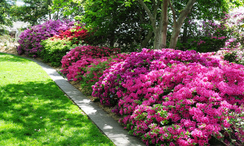 Encore Azalea Varieties That Bloom At The Same Time During The Blooming  Seasons