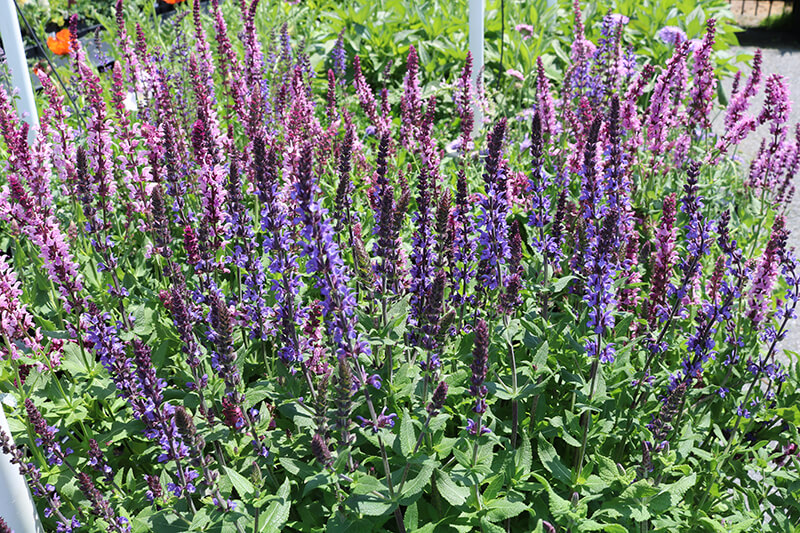Five Perennials to Plant Now | The Dirt Blog | Stauffers