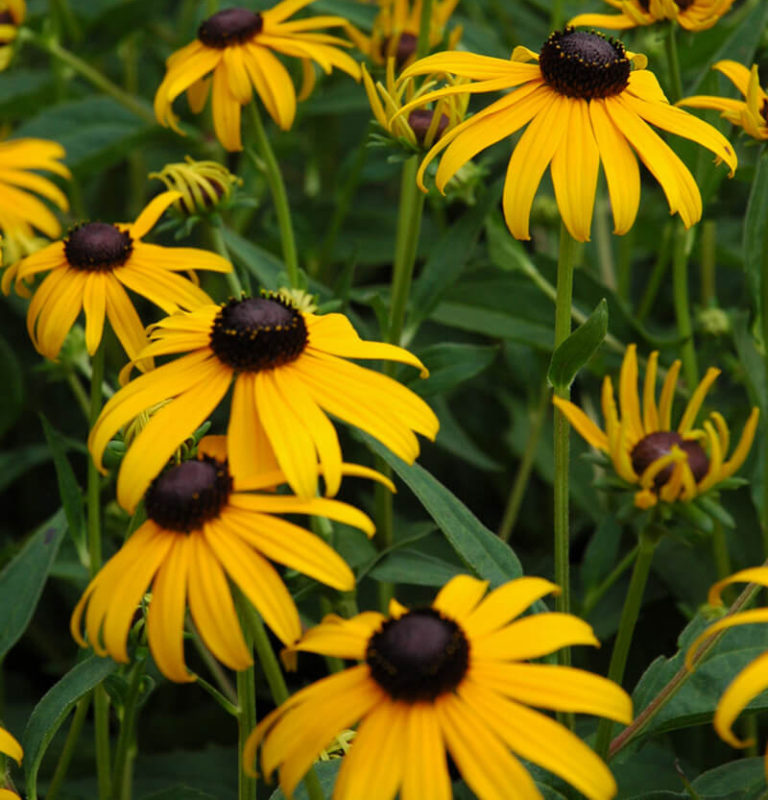 Garden Spotlight: American Gold Rush Rudbeckia - Stauffers