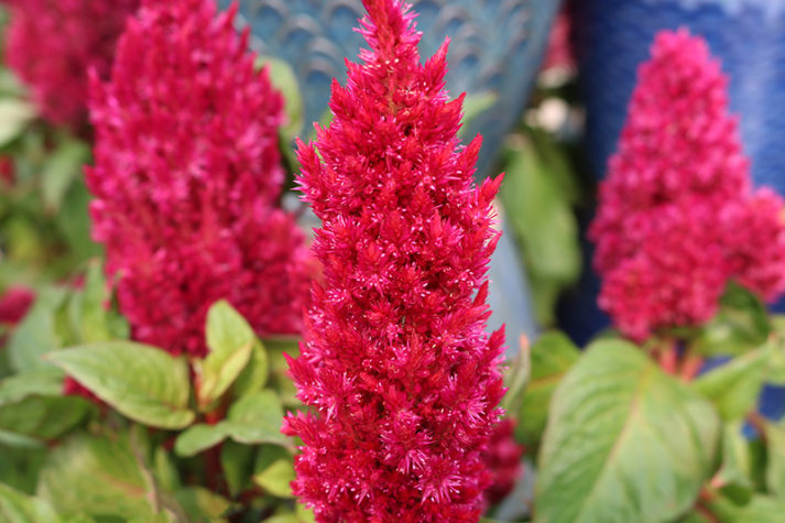 Annual Celosia: Basic Guide To Varieties, Care, And Uses