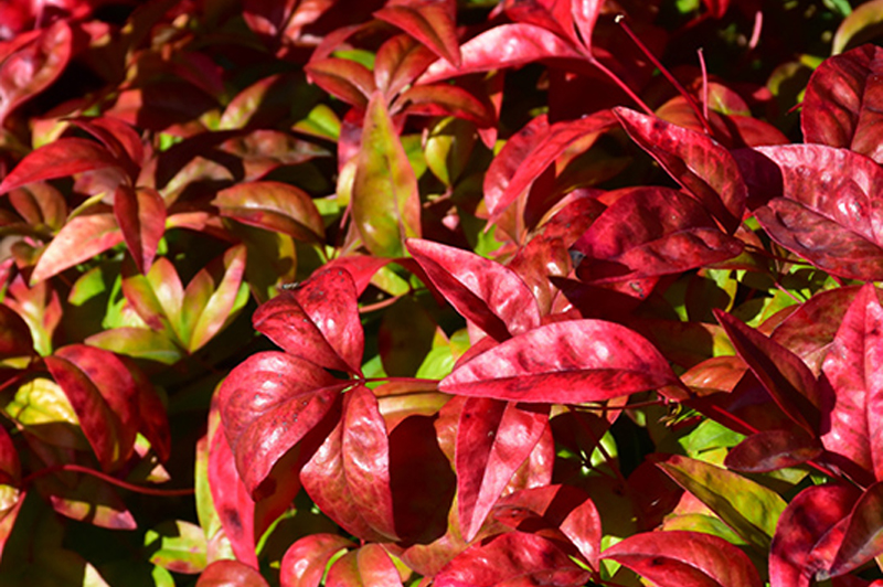 The Best Ornamental Trees & Shrubs For Foliage | Stauffers