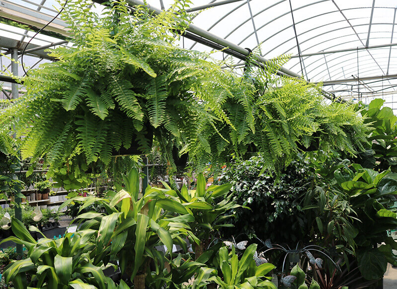 Boston ferns hang from the ceiling of a greenhouse