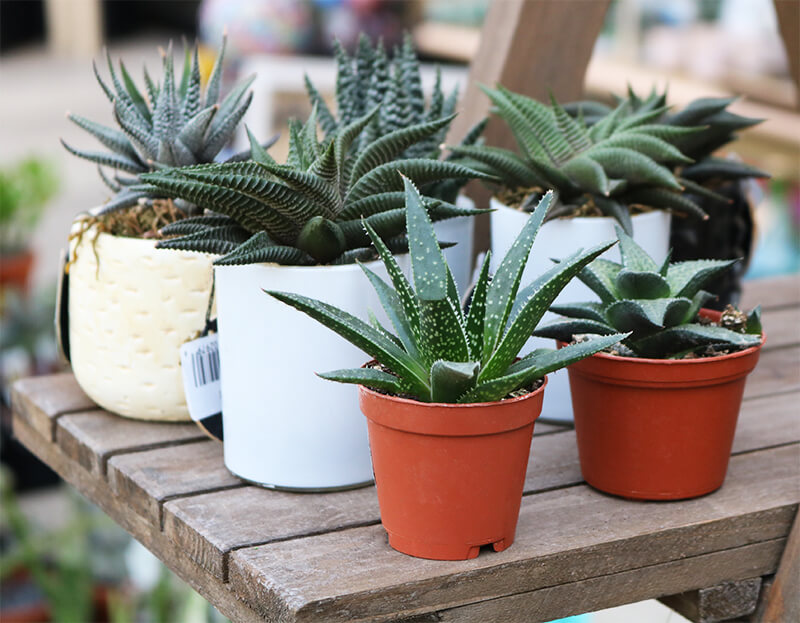 Five potted succulents sit on a table in a green house