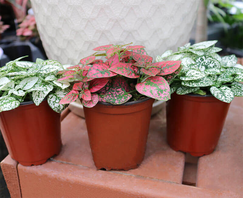 Three polka dot plants sit on a counter. The one in the center has pink leaves and the ones on the ends have green and white leaves