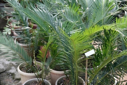 A potted areca palm tree sits on the floor of a greenhouse