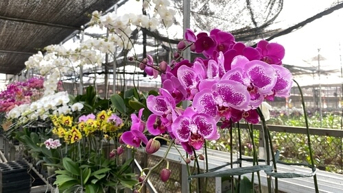 a collection of pink orchids sit in a greenhouse
