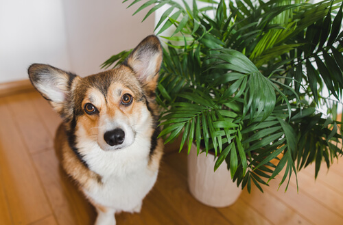 A dog sits on the floor next to a potted palm