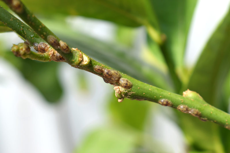 How To Get Rid Of Bugs On Indoor Plants: Stop The Pests Now