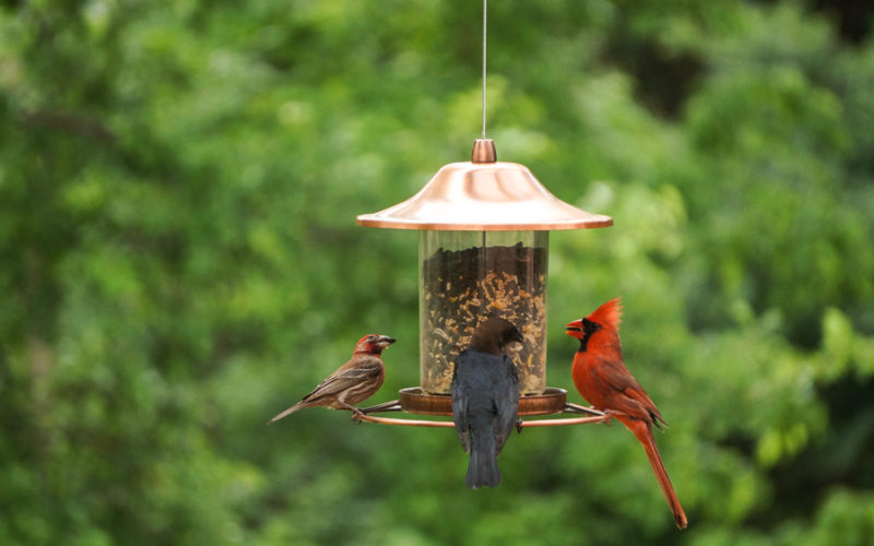 How To Attract Birds To Your Yard In 9 Steps | Stauffers