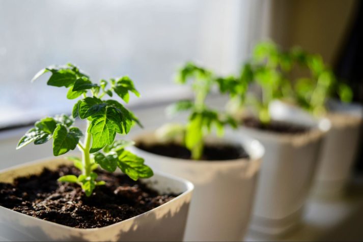 Different Types Of Tomatoes For Slicing, Salads, & More