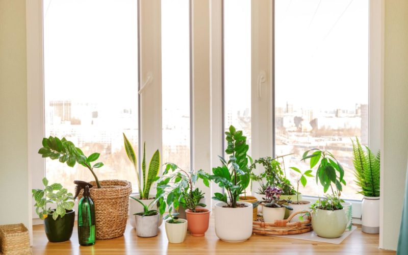 The Ultimate Indoor Plant Light Guide For Houseplant Lovers