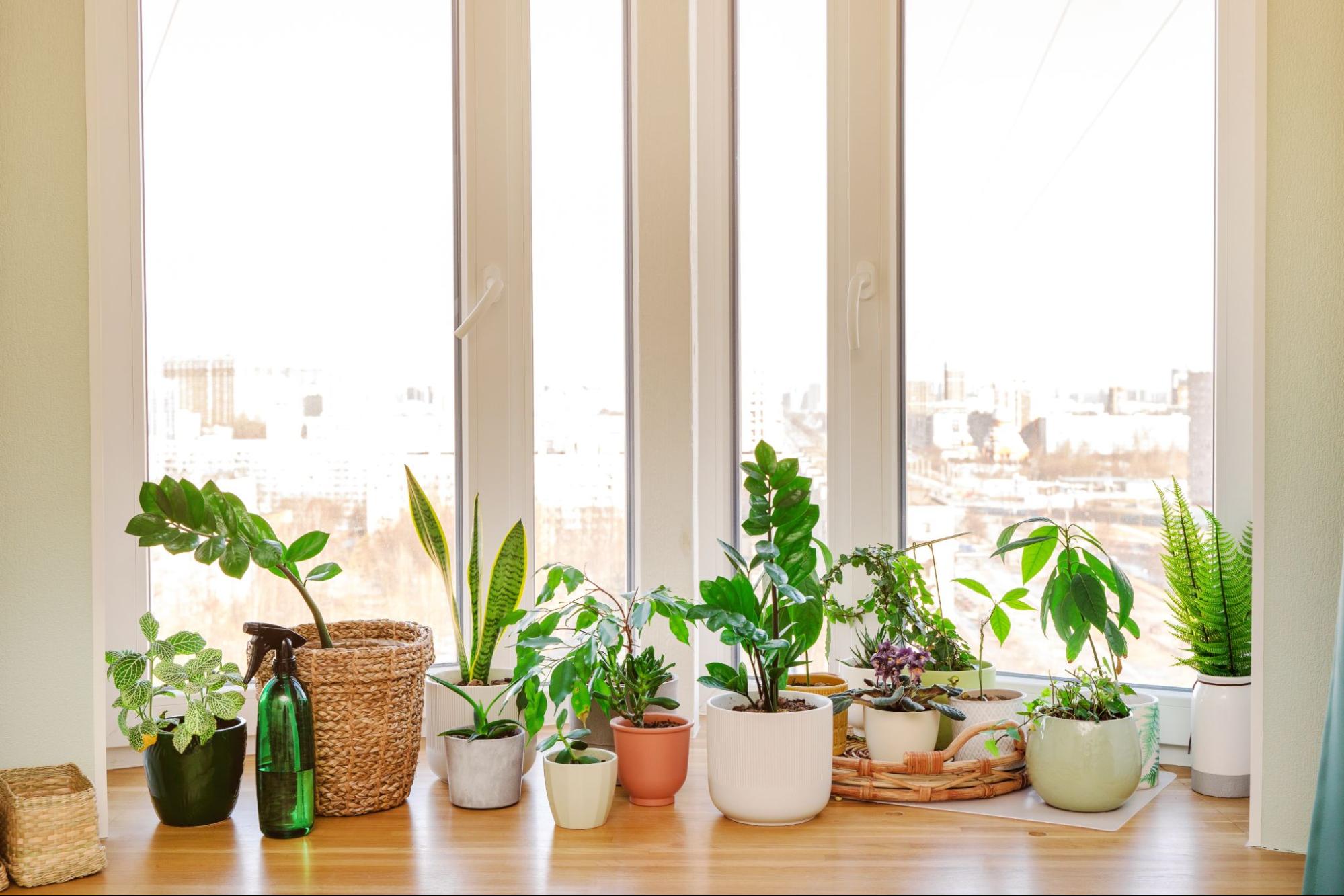 plant light for living room