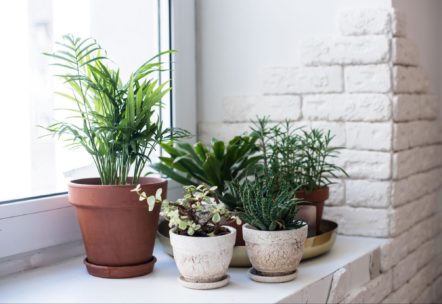 The Ultimate Indoor Plant Light Guide for Houseplant Lovers | Stauffers