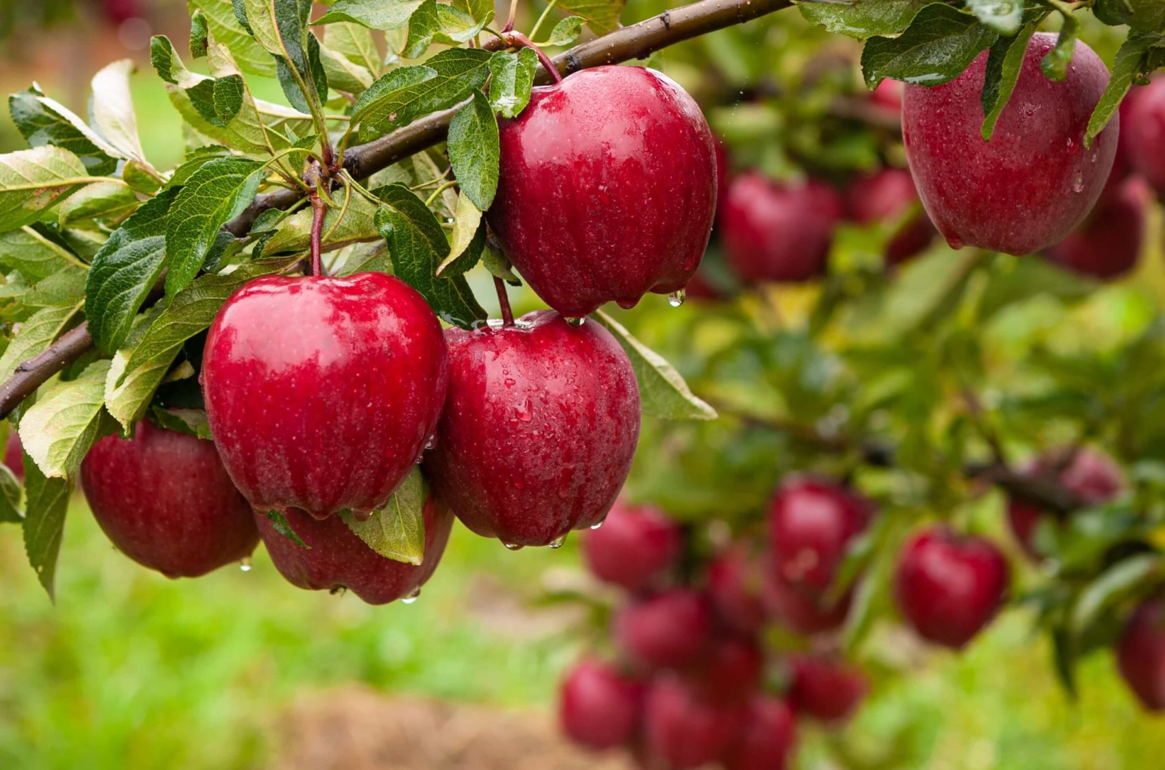 How To Grow Fruit: Guide To Growing Indoor & Outdoor Fruits - SKH