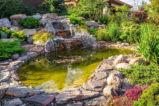 Goldfish -  - Everything for a Natural Pond