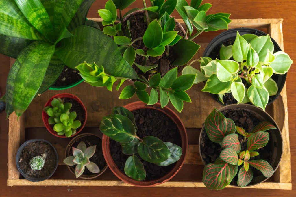 Winter Houseplant Care: Tips For Lighting, Watering & More