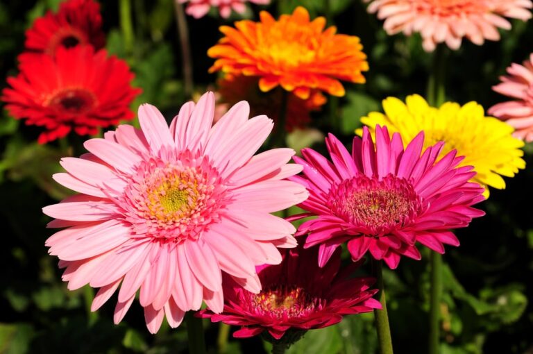 Gerbera Daisy Care Year Round Tips Tricks For Daisies