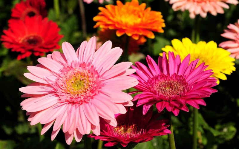 Gerbera Daisy Care: Year-Round Tips & Tricks For Daisies