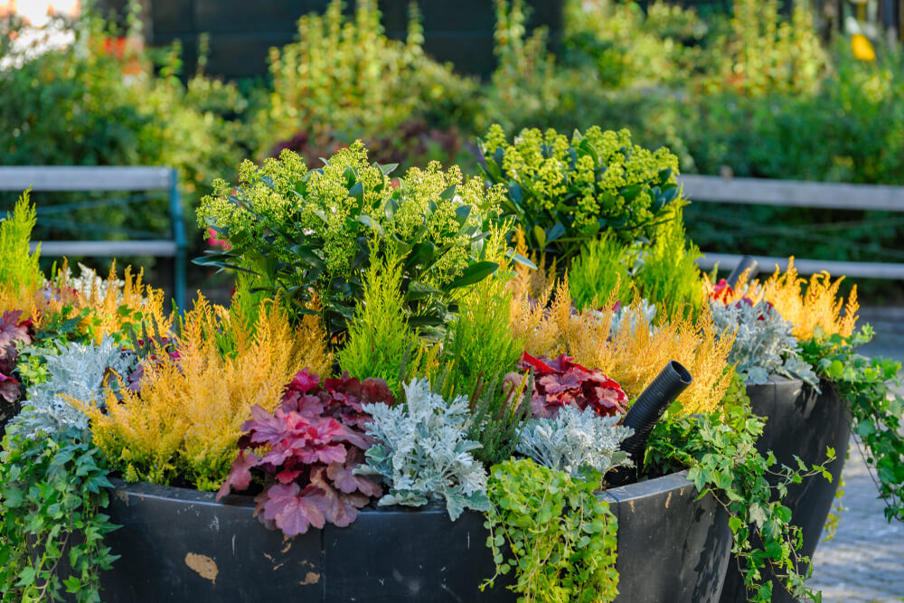 a container garden full of colorful fall plants