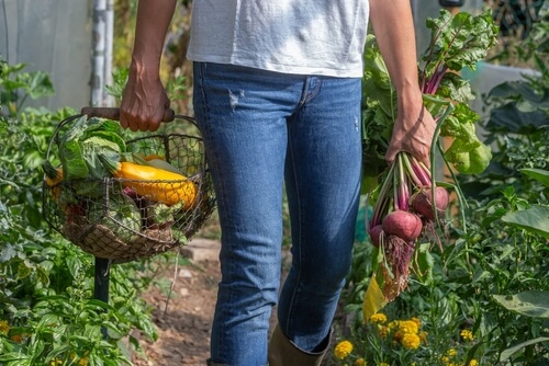 A person carries turnips from their garden