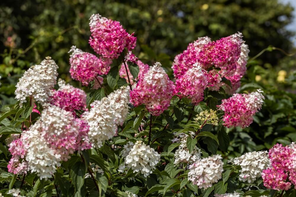 Pink and white panicle hydrangeas.