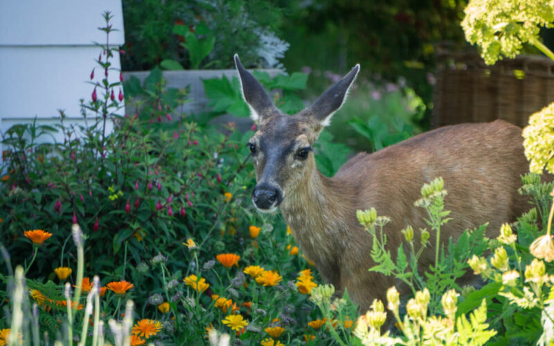 A deer stands in a garden surrounded by deer-resistant plants