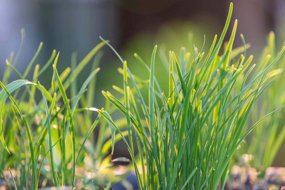 Chives growing in a garden.