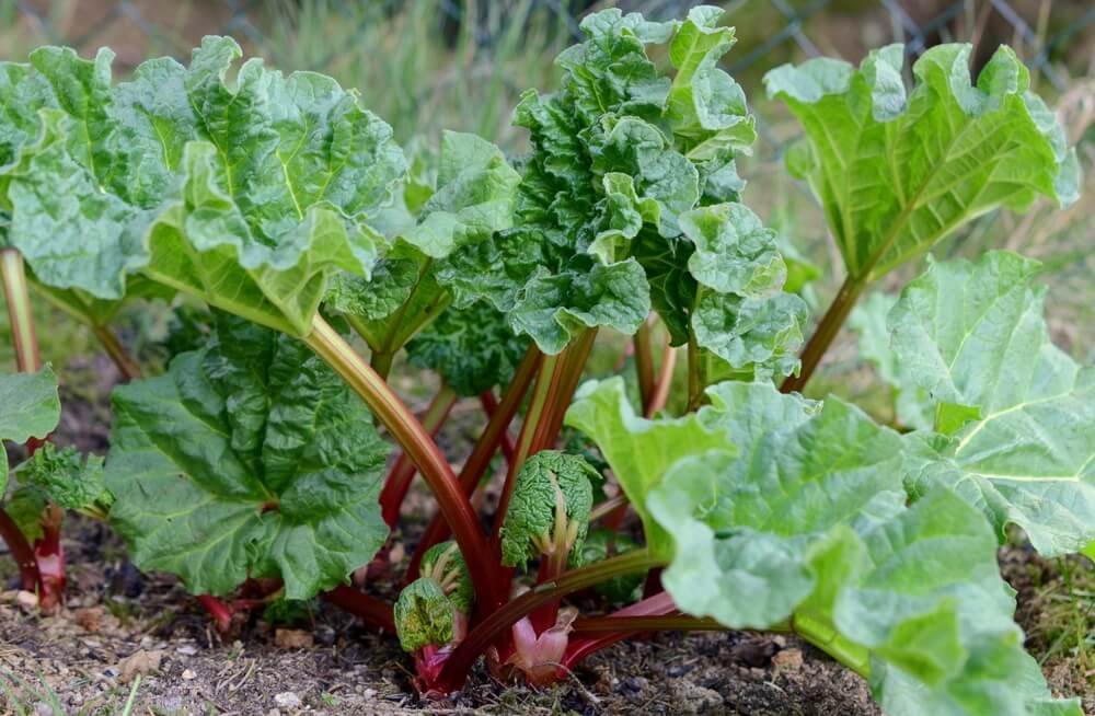 Rhubarb growing in a garden.