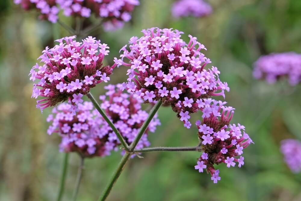 Purple verbena growing in the wild