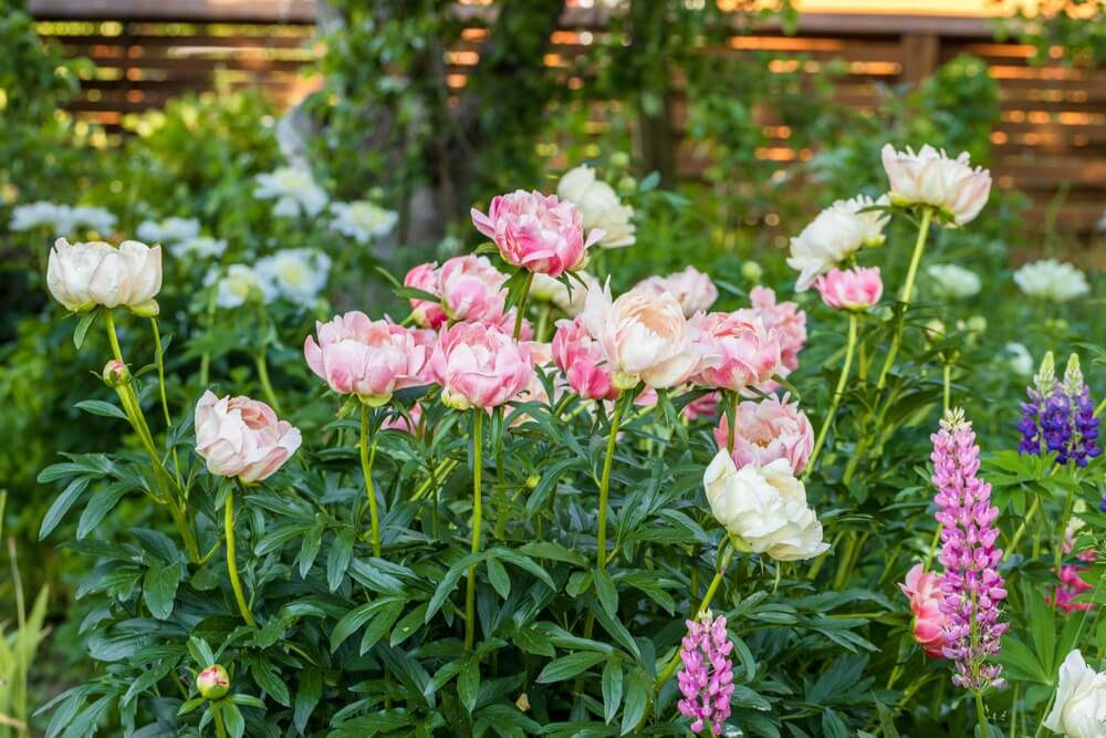 Pink peonies growing in a garden.